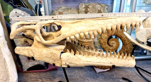 Mosasaurus mosasaurier beaugei - mosasaurus,