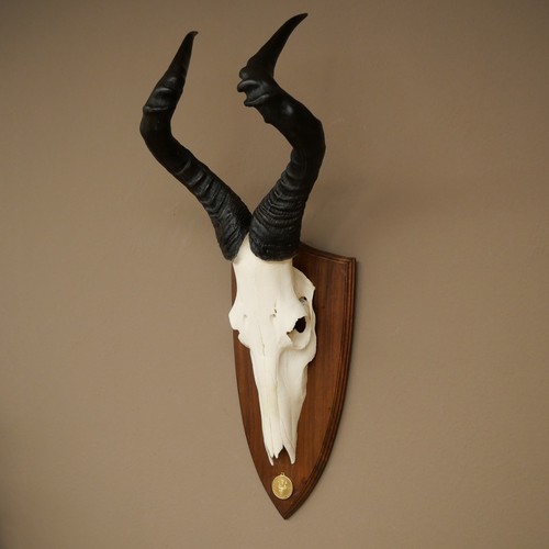 Hartebeest - (alcelaphus, caama)