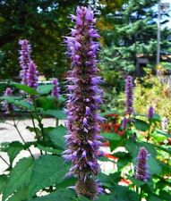 SAMEN Grünanlage Schmetterlinge Anis-Ysop Blüten Samenzeit seltene Pflanzen-Sa