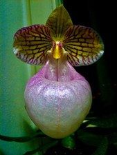 Paphiopedilum Species ´Big