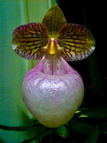 Paphiopedilum species big - paphiopedilum,
