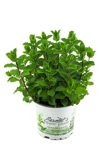 Marokkanische minze mentha - marokkanische, minze,mentha
