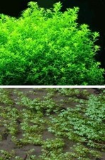 Wassersterne Schwimm- Pflanzen für den Teich Bachlauf Gartenteich Wasserpflanzen