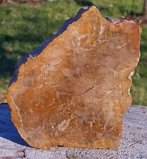 Fossiles Holz. Anschliff-Endstück,Neulautern(BRD) Eigenfund.Groß !