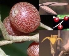 Korallenbaum - winterharte exotische Obstbäume für den Garten & Balkon / Samen