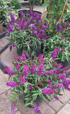 Buddleja Candy Little Purple Schmetterlingsstrauch Schmetterlingsflieder Insekt