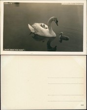 Ansichtskarte  Der Bodensee Schwäne MUTTI, FAHR MICH AUCH 1930