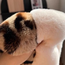 Faux Pelz Schal Damen Katzenfell Winter Verdicken Warme Nacken-Kragen