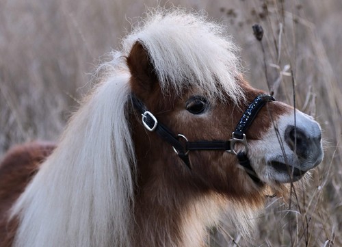 Halfter vegan nele - halfter, minipony