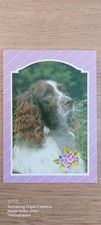 Postkarte Hund English Springer Spaniel gel_1