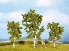 Noch 25520 - Bäume Birken -