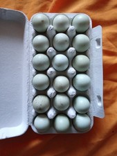 Celadon Bruteier Wachteln, 36