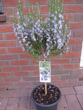 Rosmarinus officinalis Hochstamm - Rosmarin Hochstamm - 60 cm