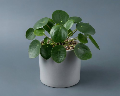 Pilea peperomioides