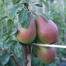 Gute Luise Herbstbirne sehr
