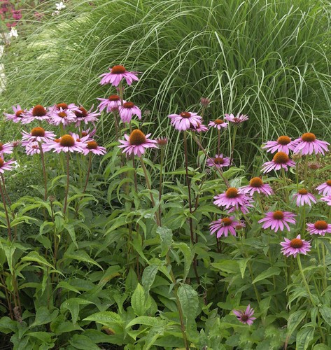 Sonnenhut magnus echinacea - sonnenhut,