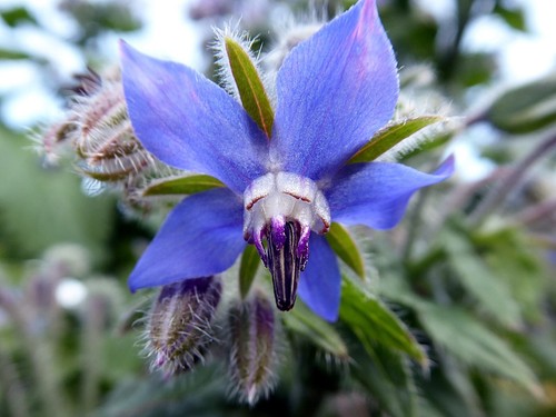 1000 samen borretsch borago - samen,