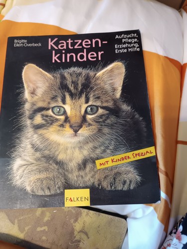 Katzenkinder aufzucht pflege - katzenkinder,