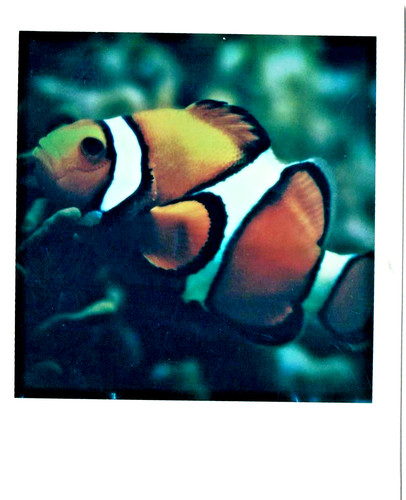 Araki nobuyoshi fisch - nobuyoshi,