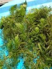 5 l Eimer Hornkraut , Wasserpflanze,Algenkiller wie Wasserpest,Winterfest.