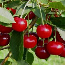 Morellenfeuer Sauerkirsche für Saft Gelee Buschbaum Halbstamm oder Hochstamm