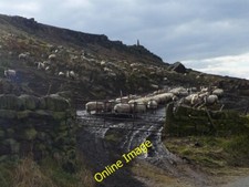 Foto 6x4 Schafe unter Earl