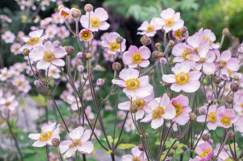 Herbst anemonen samen - herbst-anemonen, 20