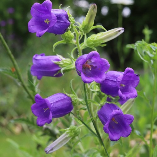 Dunkelblaue marien - marien,