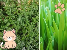 2er KATZEN-SET 🐱🐱🐱