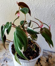 ROOTED Philodendron Micans
