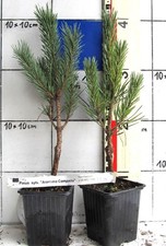 Pinus sylv. "Argentea
