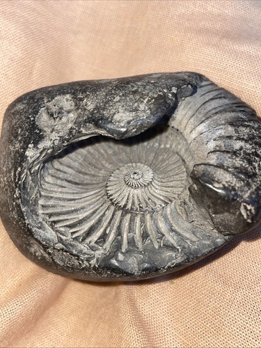 Heiliger shaligram ammonit - heiliger,