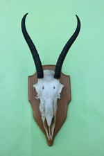 Jagdtrophäe -
