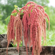 Korallenfarbener fuchsschwanz - korallenfarbener,