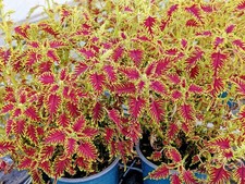 Buntnessel Skeletal Coleus