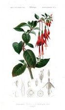 Fuchsia gracilis scarlet