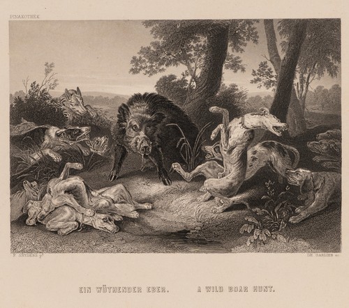 Nach snyders wilder - snyders, (*1579),