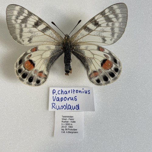 Entomologie*Parnassius