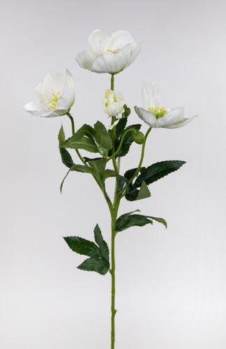 Christrose 62cm weiß - , pm