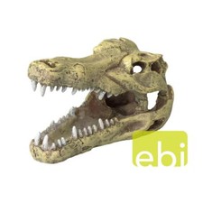 Krokodil Schädel - Höhle -