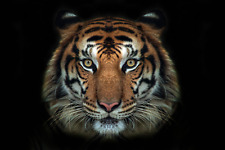 Tigergesicht Wandaufkleber 3D Vinyl Aufkleber Tier Wandbild Kunst Safari Zimmer Dekor