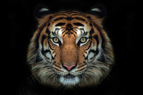 Tigergesicht wandaufkleber - tigergesicht, 3d