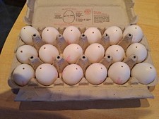 18  Echte ausgeblasene