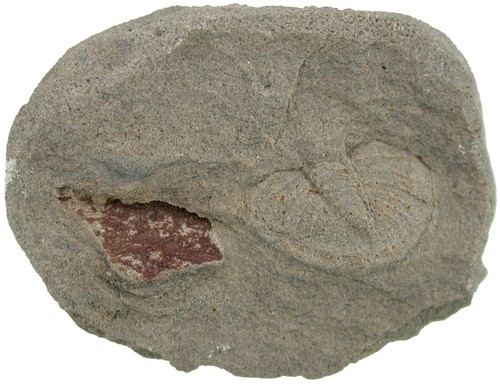 Karbon gitarra pupuloides - karbon,