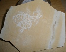 GEOCOMA Jura Schlangensterne