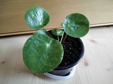 Pilea Mojito