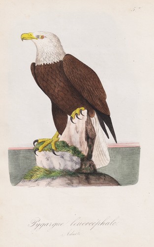 Pygargue weißkopfseeadler - pygargue,