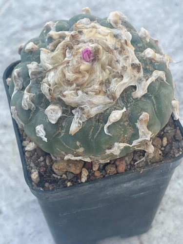 Ariocarpus fricii 7 5 - fricii,