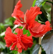 Hibiskus capitolio red - hibiskus,