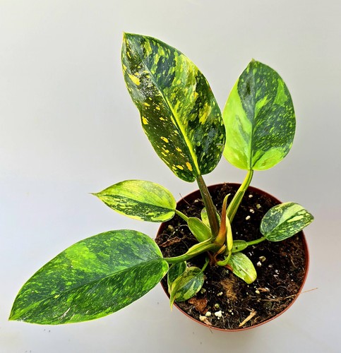 Sehr schöne philodendron - sehr,